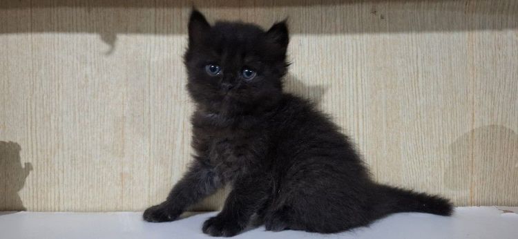 ลูกครึ่งเปอร์เซียบริติช รูปที่ 2