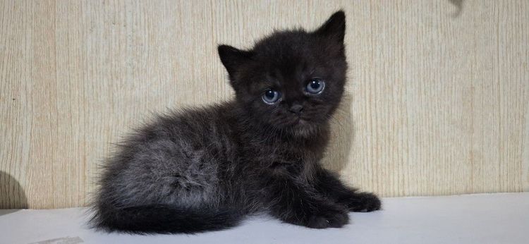 ลูกครึ่งเปอร์เซียบริติช รูปที่ 13