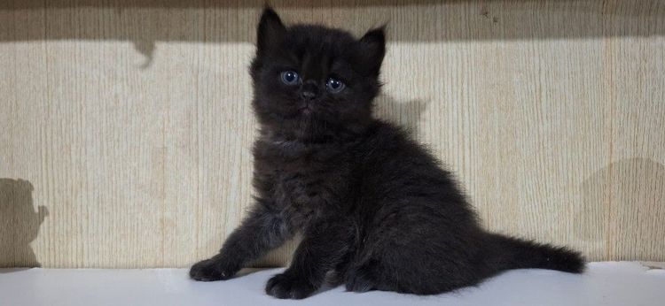 ลูกครึ่งเปอร์เซียบริติช รูปที่ 15