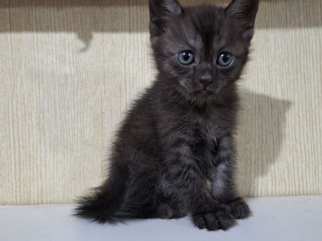 ลูกครึ่งเปอร์เซียบริติช รูปที่ 9