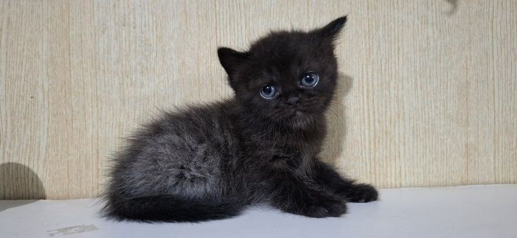 ลูกครึ่งเปอร์เซียบริติช รูปที่ 14