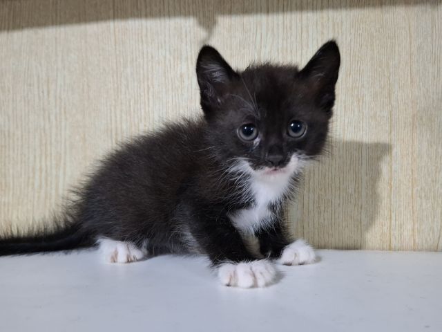 ลูกครึ่งเปอร์เซียบริติช รูปที่ 11