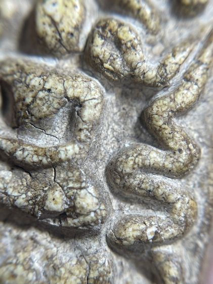 พระสมเด็จวัดระฆังพิมพ์ยันต์ยุ่ง 2411 เนื้อแตกลายงาสังคโลก รูปที่ 6