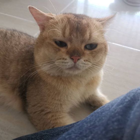 บริติช​ ช็อต​แฮร์​ ชาย