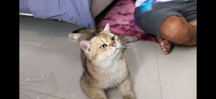 บริติช​ ช็อต​แฮร์​ ชาย รูปที่ 3