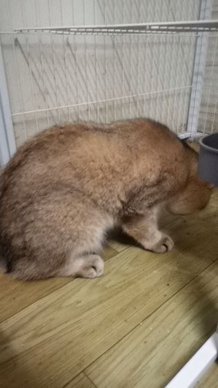 บริติช​ ช็อต​แฮร์​ ชาย รูปที่ 2