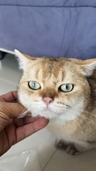 บริติช​ ช็อต​แฮร์​ ชาย รูปที่ 4