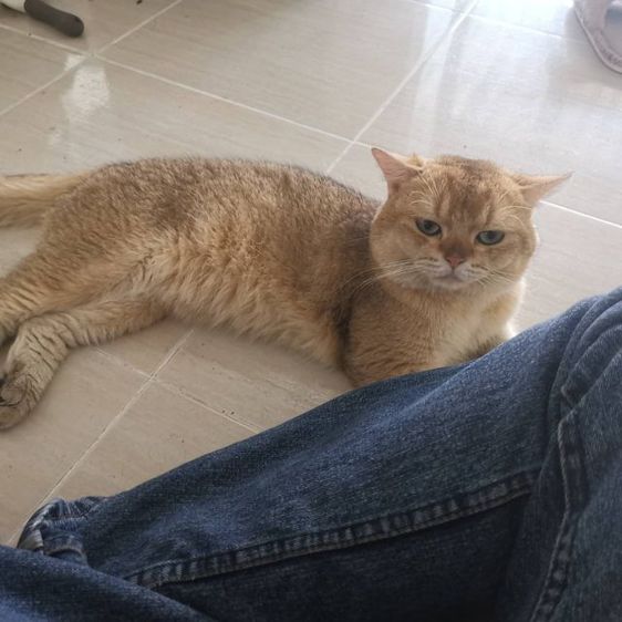 บริติช​ ช็อต​แฮร์​ ชาย รูปที่ 5