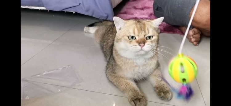 บริติช​ ช็อต​แฮร์​ ชาย รูปที่ 6