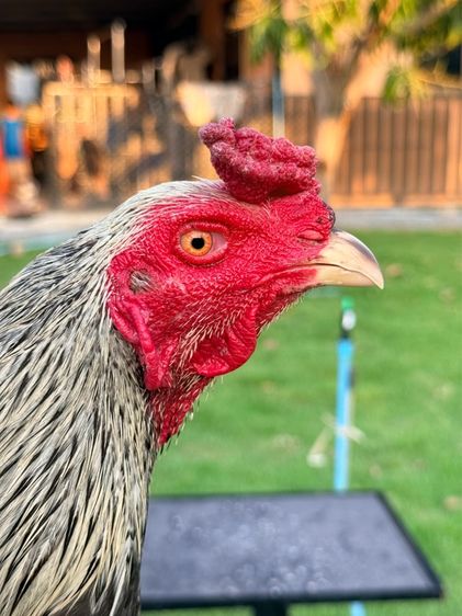 ไก่ชน รูปที่ 5