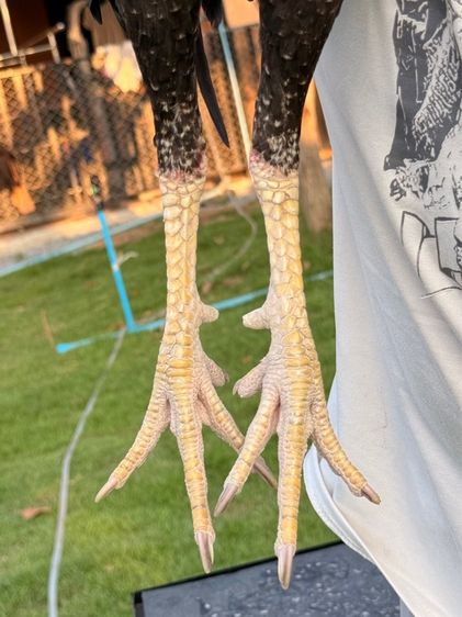 ไก่ชน รูปที่ 6