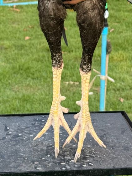 ไก่ชน รูปที่ 7