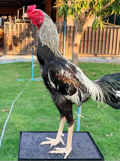 ไก่ชน รูปที่ 3