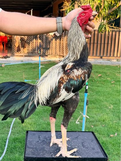 ไก่ชน รูปที่ 2