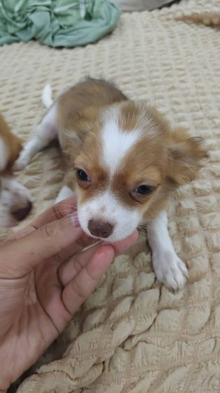ชิวาวา (Chihuahua) เล็ก ชิวาว่า ขนยาว ผู้