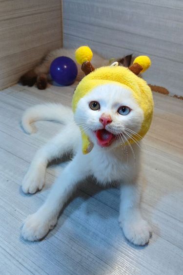 สก็อตติช โฟลด์ (Scottish Fold) แมวสก้อตติช ตาสองสี เพศผู้ วัคซีนแล้ว1เข็มก่อนย้ายตรวจหัดแมวฟรีรับประกันเอดส์แมวกับรูคีเมียคะ