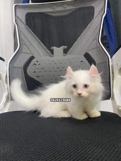 มันช์กิ้น