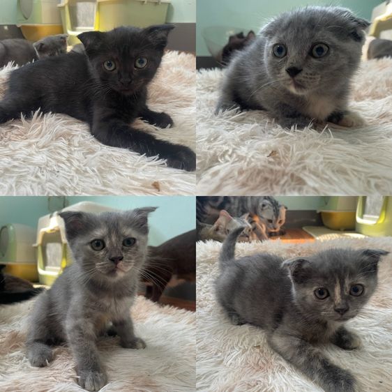 ลูกแมวบริติช