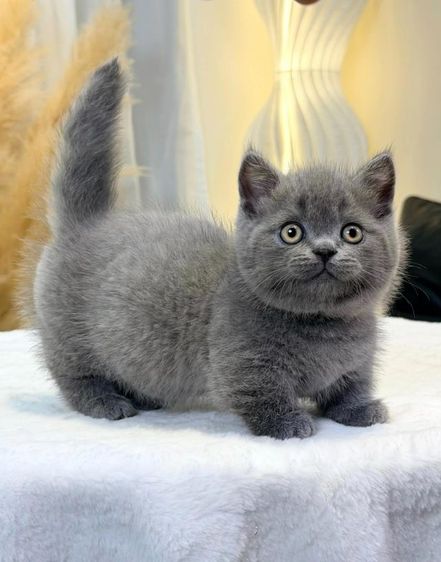 มันช์กิ้น ชและญ รูปที่ 6