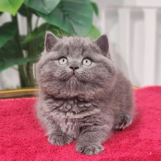 มันช์กิ้น ชและญ รูปที่ 5