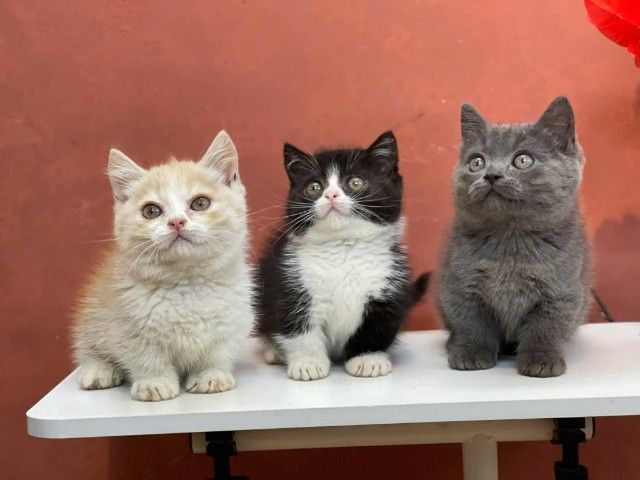 มันช์กิ้น ชและญ รูปที่ 2