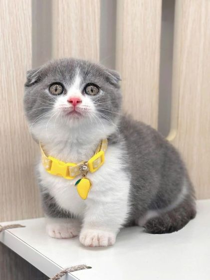 มันช์กิ้น ชและญ รูปที่ 4