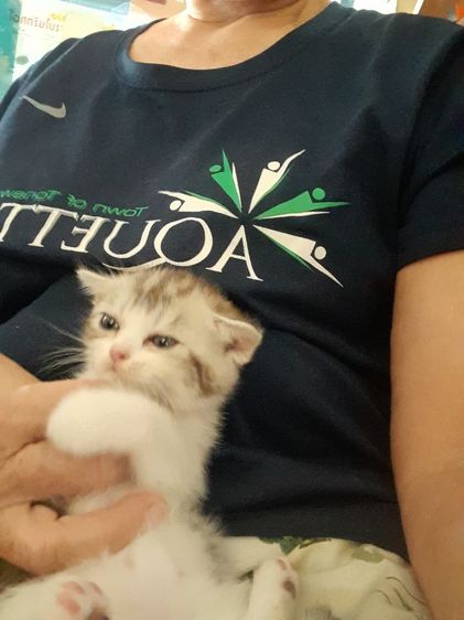 สก็อตติช โฟลด์ (Scottish Fold) เหมาลูกสก๊อตชอตแฮร์แถมแม่ให้ดว่นจร้า