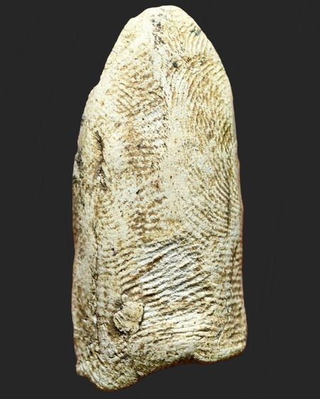 พระรอด รูปที่ 2