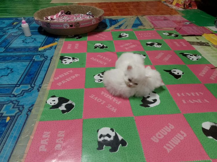 น้องแมวแมวเปอร์เซียสีขาวในตาสีฟ้าตัวท็อป รูปที่ 5