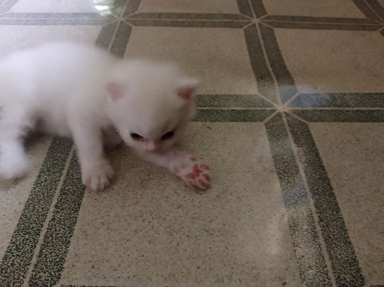 น้องแมวแมวเปอร์เซียสีขาวในตาสีฟ้าตัวท็อป รูปที่ 2