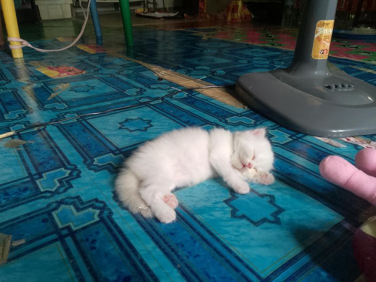 น้องแมวแมวเปอร์เซียสีขาวในตาสีฟ้าตัวท็อป รูปที่ 9