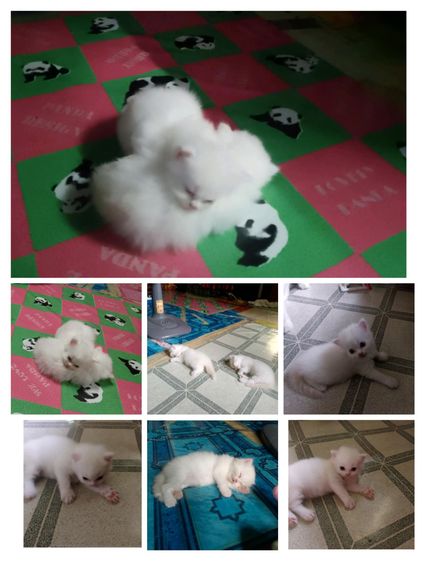 น้องแมวแมวเปอร์เซียสีขาวในตาสีฟ้าตัวท็อป