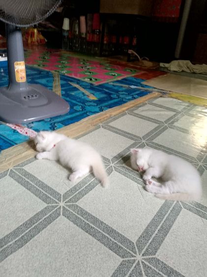 น้องแมวแมวเปอร์เซียสีขาวในตาสีฟ้าตัวท็อป รูปที่ 6