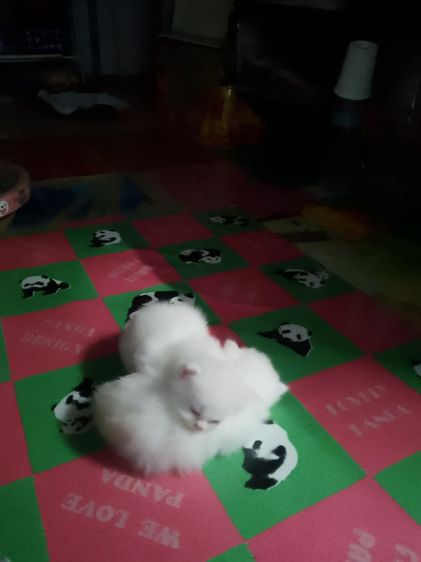 น้องแมวแมวเปอร์เซียสีขาวในตาสีฟ้าตัวท็อป รูปที่ 8