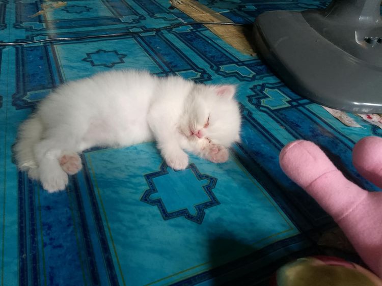 น้องแมวแมวเปอร์เซียสีขาวในตาสีฟ้าตัวท็อป รูปที่ 4