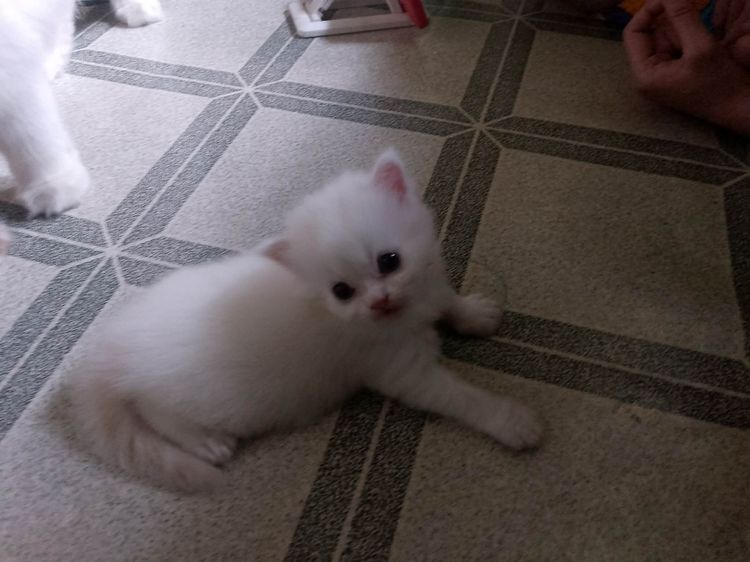 น้องแมวแมวเปอร์เซียสีขาวในตาสีฟ้าตัวท็อป รูปที่ 7