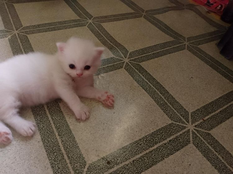 น้องแมวแมวเปอร์เซียสีขาวในตาสีฟ้าตัวท็อป รูปที่ 3