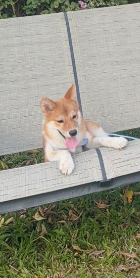 สุนัขชิบะ