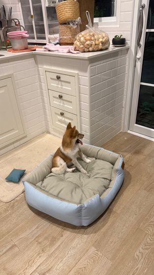 สุนัขชิบะ รูปที่ 2