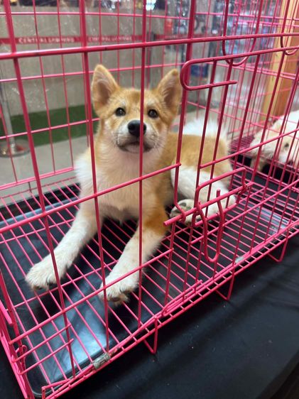 สุนัขชิบะ รูปที่ 3