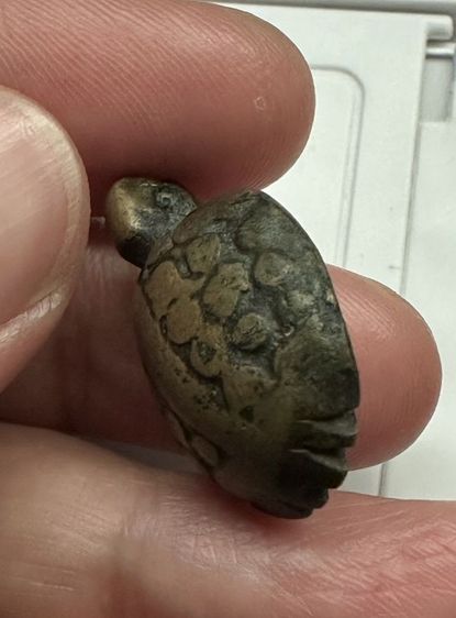 เต่าเรือน​หลวงพ่อเงิน รูปที่ 3