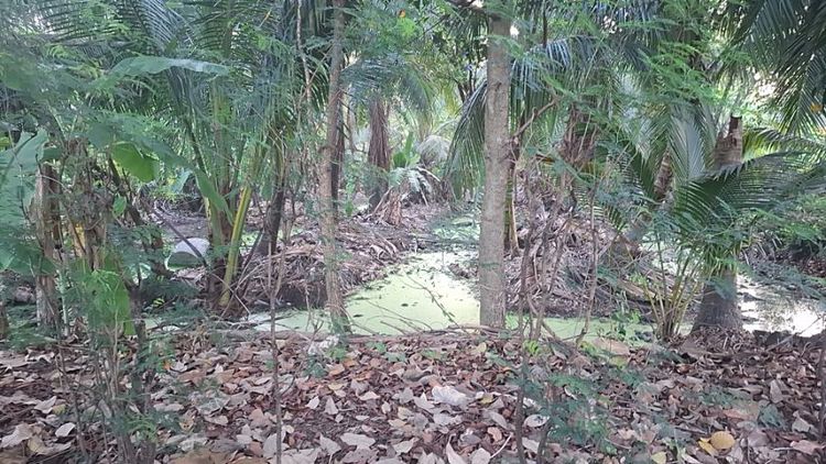 ขายที่ดิน2.16ไร่ที่ติด อ.บ.ต.บางรักใหญ่ราคา23ล้าน