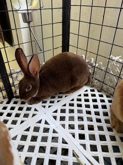 Minirex  รูปที่ 3