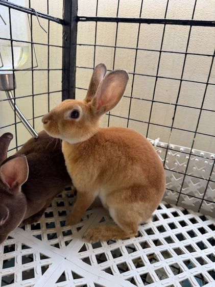 Minirex  รูปที่ 2