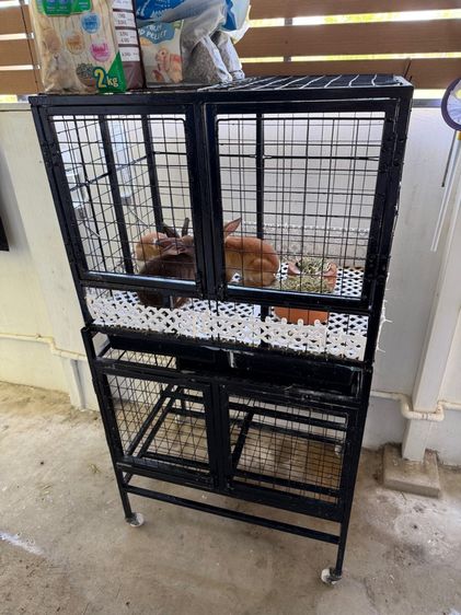 Minirex  รูปที่ 4