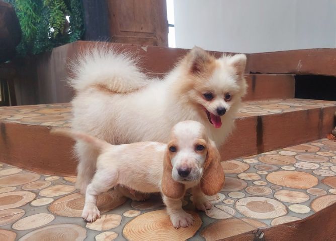 ลูกบาสเซ็ตฮาวด์ รูปที่ 4