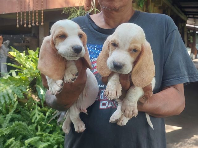 ลูกบาสเซ็ตฮาวด์ รูปที่ 3