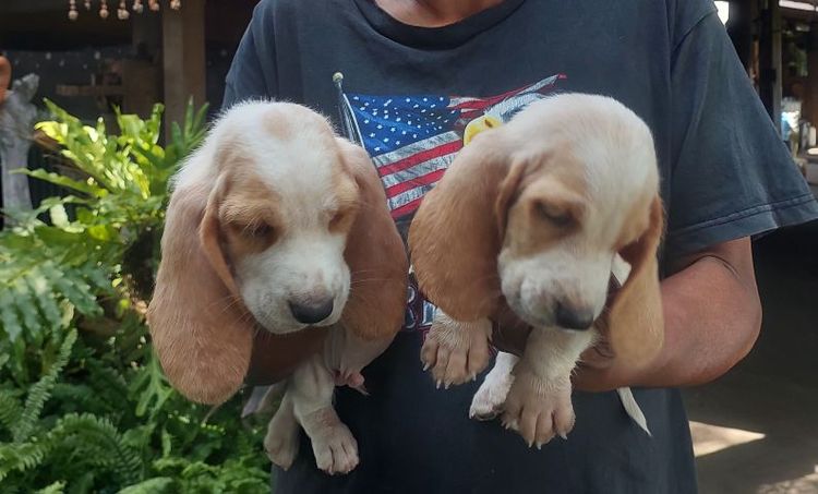 ลูกบาสเซ็ตฮาวด์ รูปที่ 2