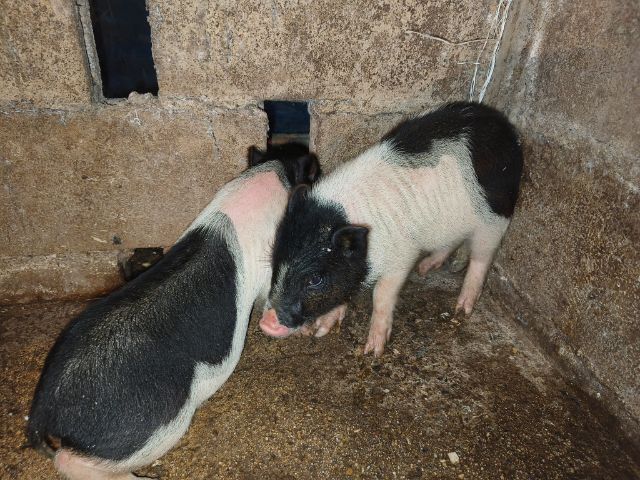 ลูกหมูแคระผู้เมีย รูปที่ 4