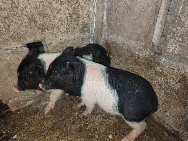 ลูกหมูแคระผู้เมีย รูปที่ 3